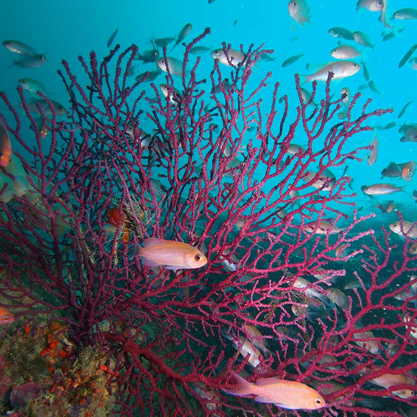 museo-abierto-ceuta-actividades-cofradia-pescadores-02