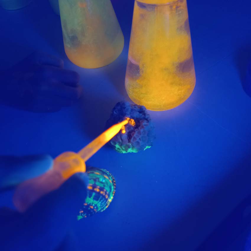 museo-abierto-ceuta-actividades-educativas-bioluminiscencia-06