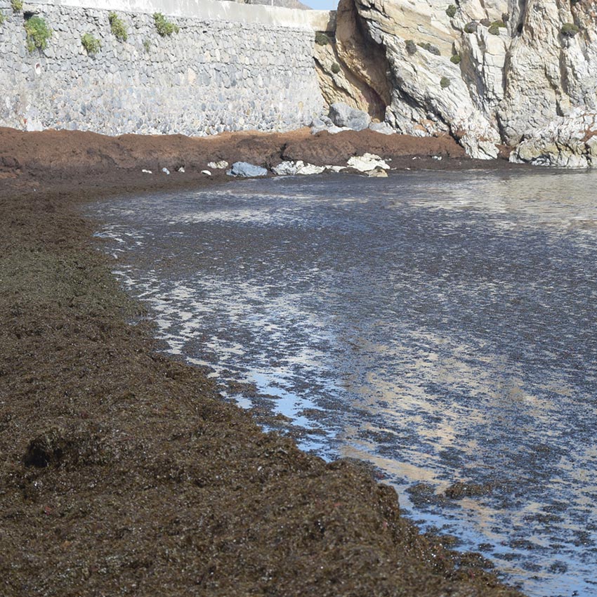 museo-abierto-ceuta-actividades-educativas-especies-invasoras-02