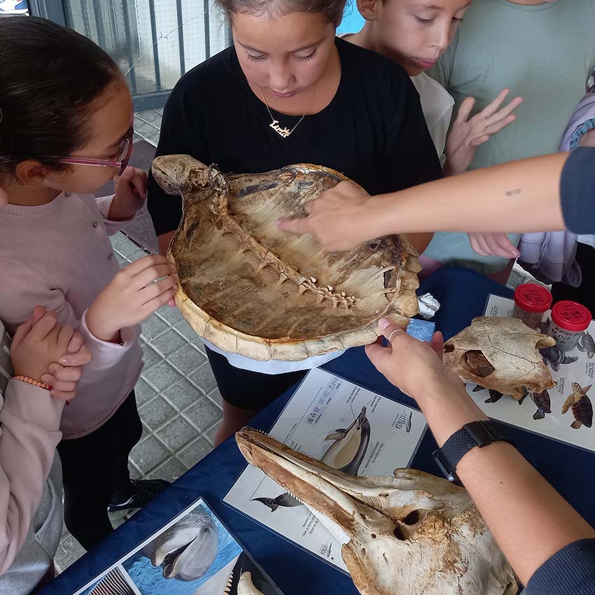 museo-abierto-ceuta-actividades-educativas-esqueletos-05