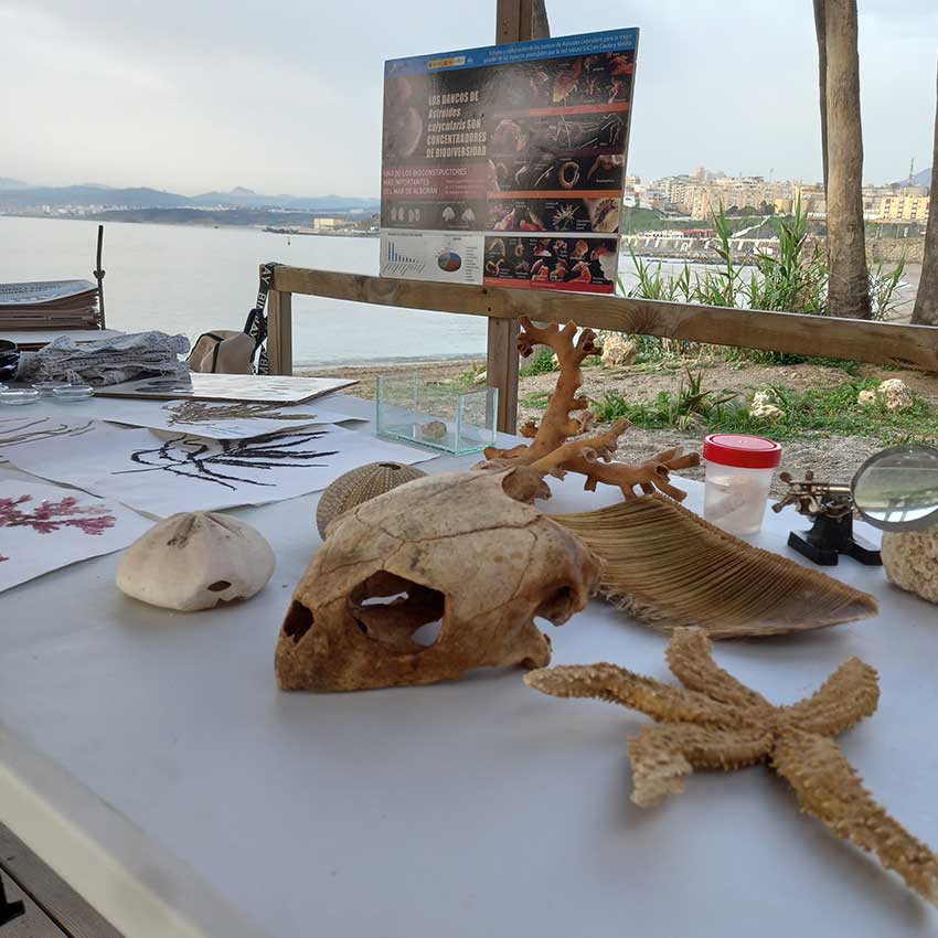 museo-abierto-ceuta-actividades-educativas-tesoros-marinos-03